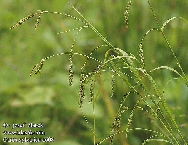 Carex sylvatica Wood Sedge Wald-Segge Turzyca leśna Ostrica lesná