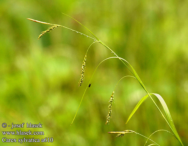 Осока лесная лісова Gozdni šaš Skogsstarr Carex sylvatica