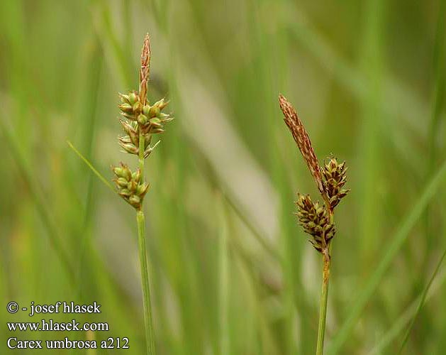 Carex umbrosa Árnyéki sás Ostřice stinná Hanging sedge