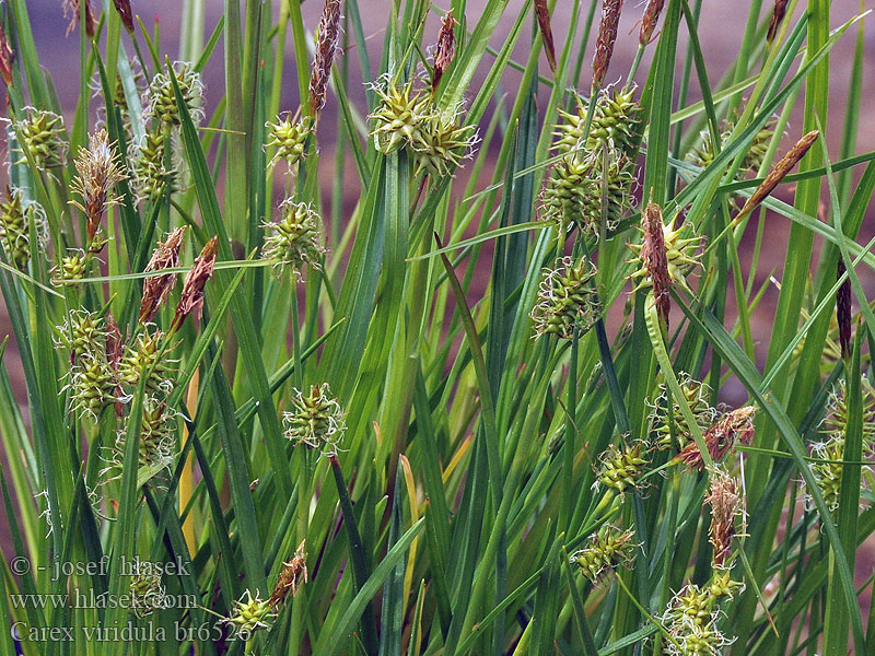 Carex viridula oederi Späte Gelb-Segge Ostrica Oederova Dwergzegge