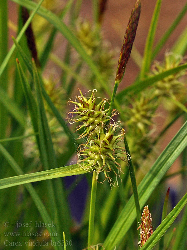 Carex viridula Turzyca Oedera Laiche tige courte Høst-Star
