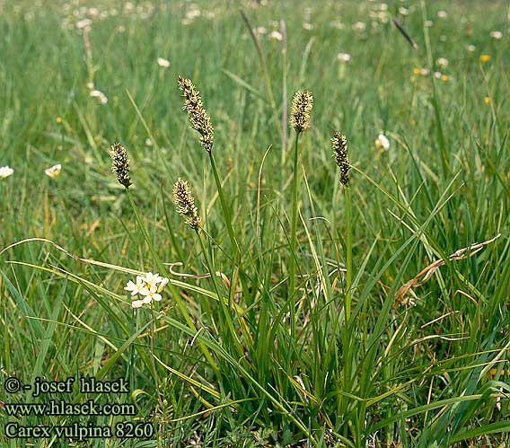  Fuchsfarbene Segge Ostřice liščí Ostrica líščia lišacia True Fox Sedge fox-sedge Ræve-Star Voszegge Rókasás Revestorr Turzyca lisia Осока лисья лисяча Šaš lisičjerepi Rävstarr