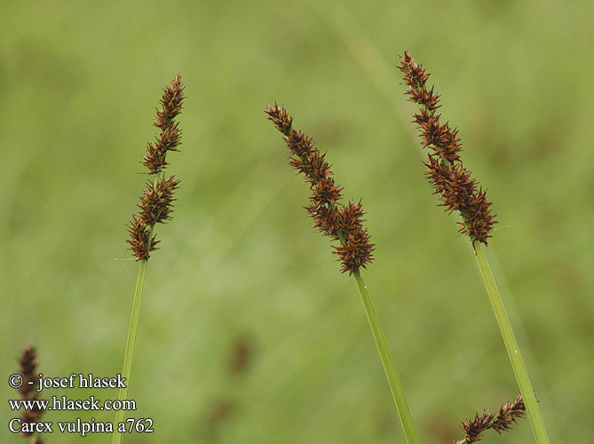 Ostřice liščí Ostrica líščia lišacia True Fox Sedge fox-sedge