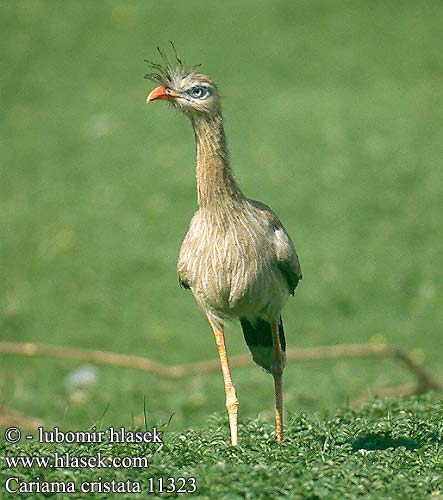 Cariama cristata Red-legged Seriema Seriema Rotfußseriema Cariama huppé Seriema rudozobá Chuña patas rojas Cериема хохлатая Kariáma vöröslábú kígyászdaru Kariama czerwononoga Seriema crestato cristato アカノガンモドキ Kuifseriema Sarangongo Sariema Kariama červenozobá Rödbent seriema