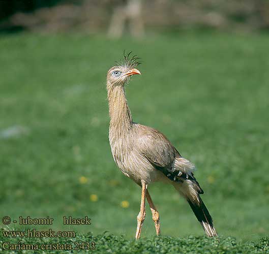 Cariama cristata 2433