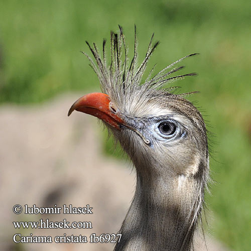 Kariáma vöröslábú kígyászdaru Kariama czerwononoga Seriema crestato cristato アカノガンモドキ Kuifseriema Sarangongo Sariema Kariama červenozobá Rödbent seriema Cariama cristata Red-legged Seriema Seriema Rotfußseriema Cariama huppé Seriema rudozobá Chuña patas rojas Cериема хохлатая