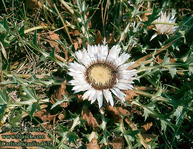 Carlina acaulis Stemless carline thistle Carline sans tige