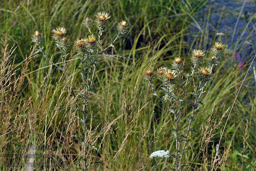 Carlina vulgaris Pupava obecná Golddistel Common carline thistle