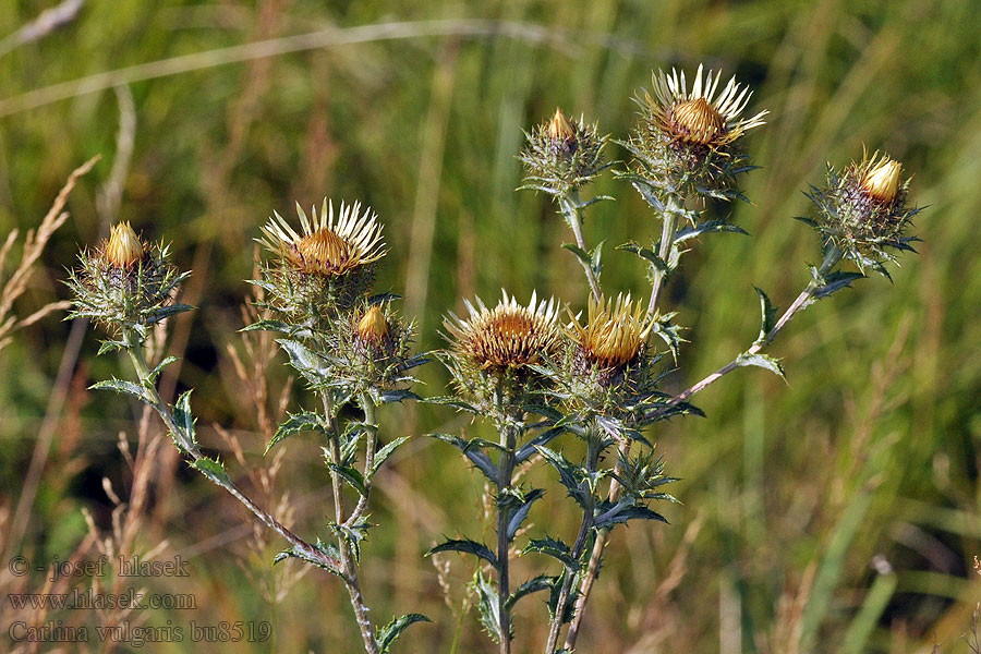 Carlina vulgaris Ketokurho Spåtistel Driedistel