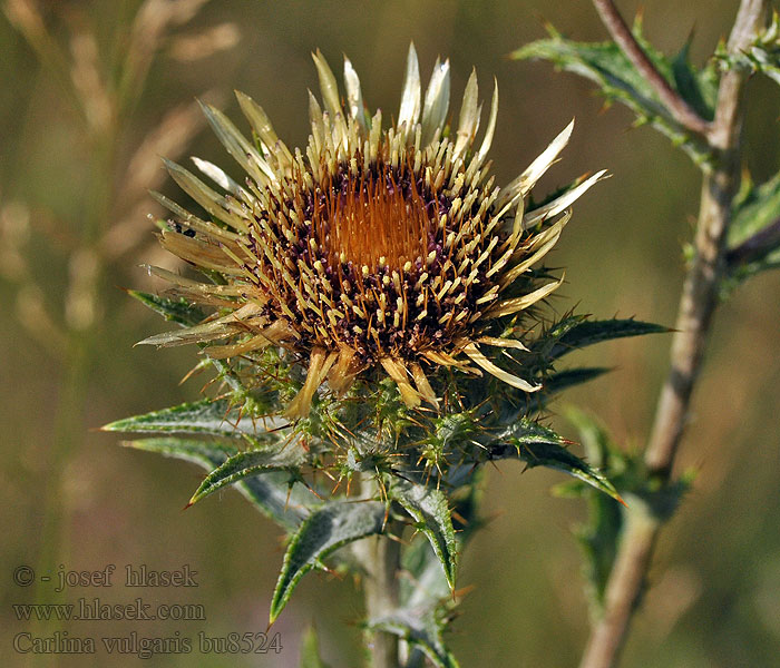 Pupava obecná Carlina vulgaris