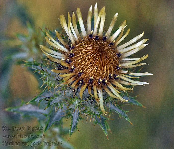 Carlina vulgaris