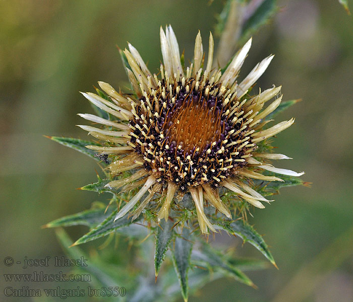 Carlina vulgaris