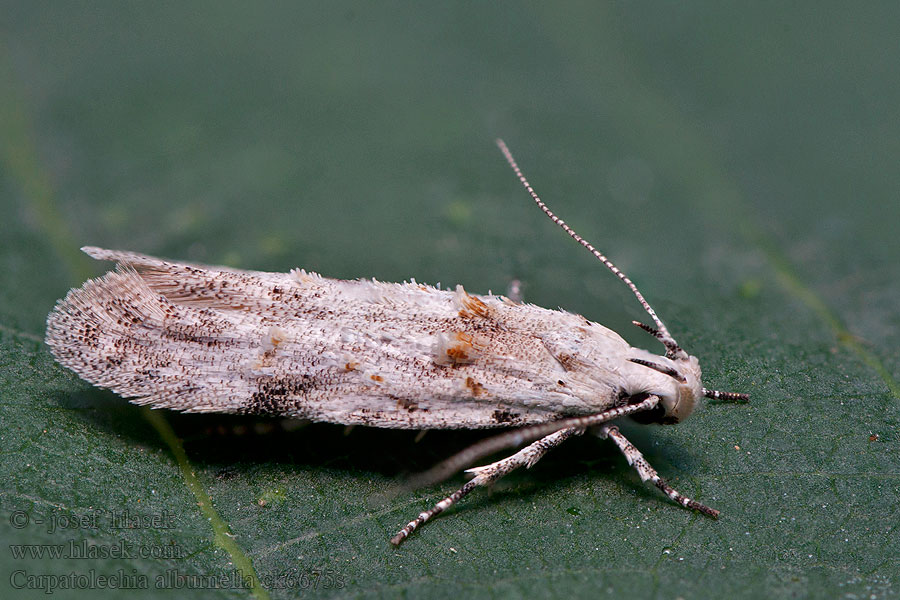 Carpatolechia alburnella Psota biela