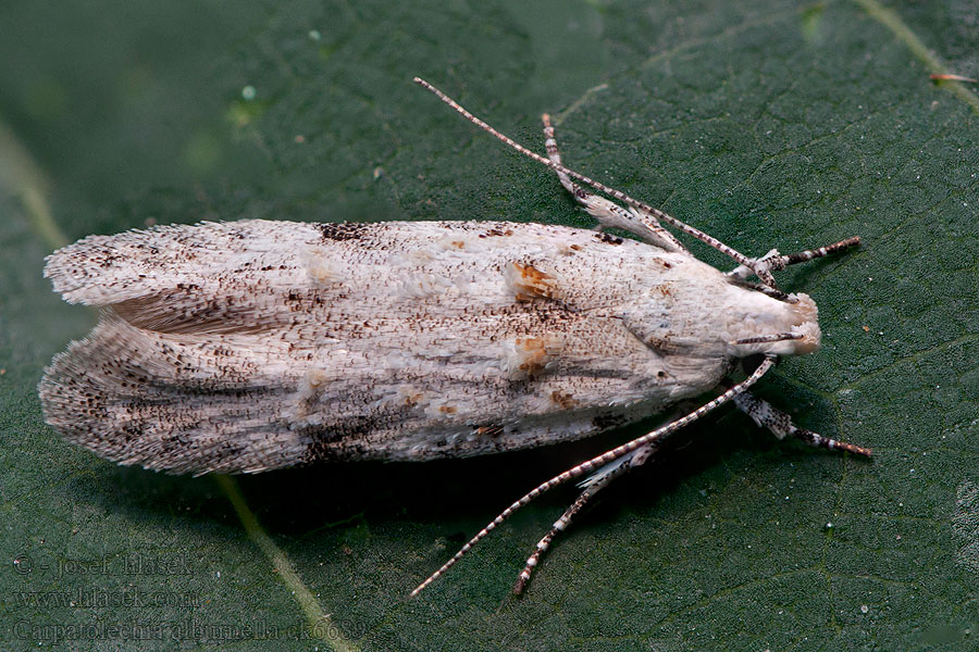 Carpatolechia alburnella Nyírfalevél-borzasmoly