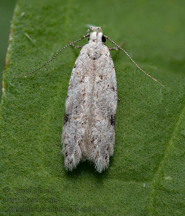 Suffused Groundling Psota biela Carpatolechia alburnella