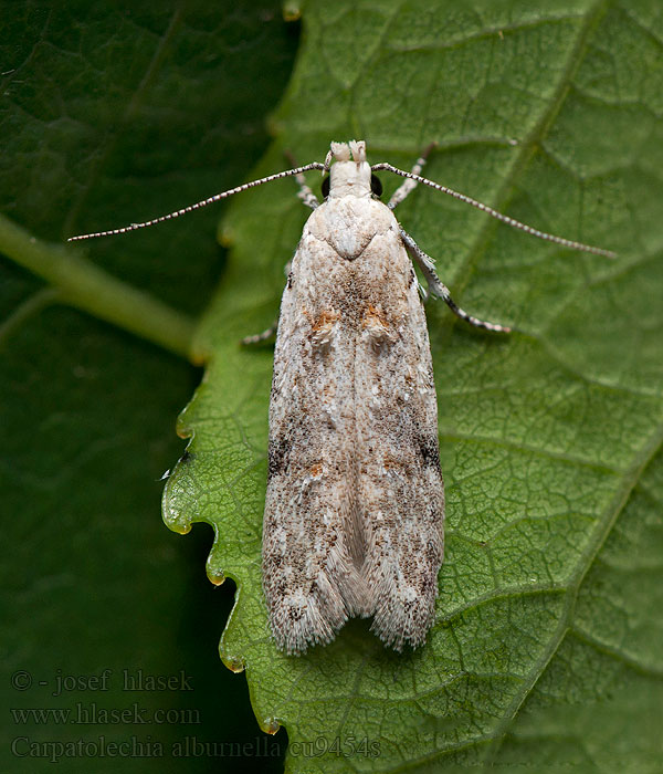 Carpatolechia alburnella