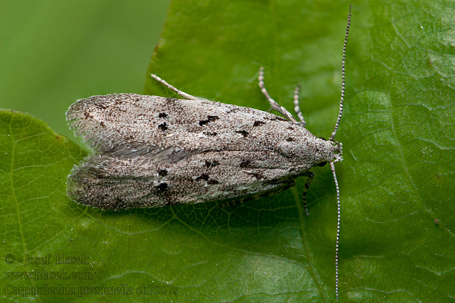 Carpatolechia proximella Black-speckled Groundling Psota brezová