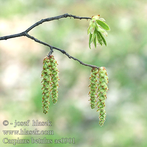 Carpinus betulus Almindelig Avnbøg European Hornbeam Charme commun