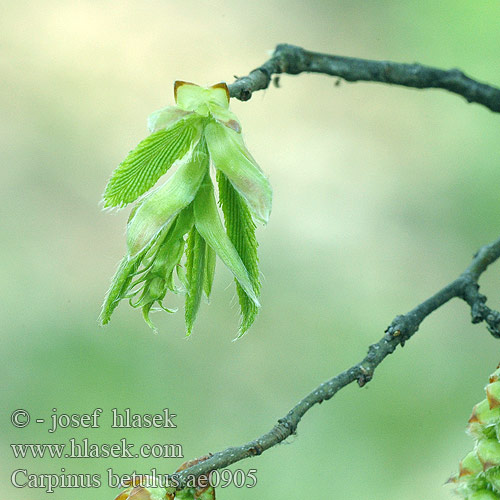 Carpinus betulus Charme commun Haagbeuk Grab zwyczajny