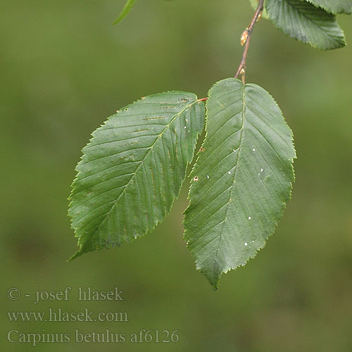 Carpinus betulus Grab zwyczajny Shkoza bardhë Avenbok Hornbeam