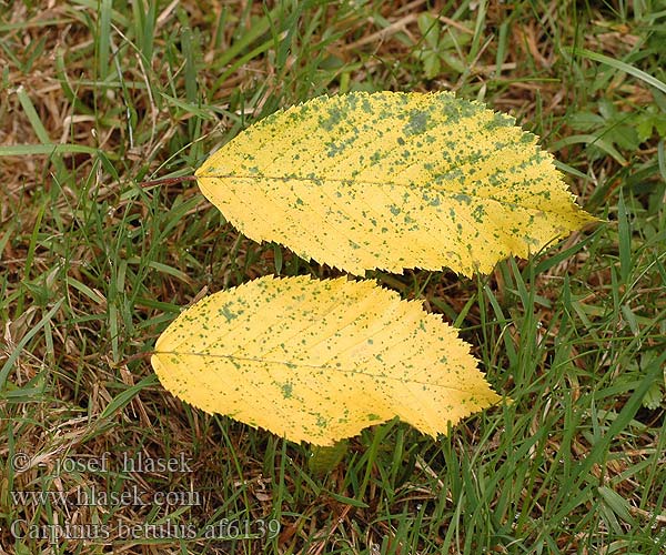 Carpinus betulus Граб обыкновенный Adi Gürgen Gewöhnliche Hainbuche