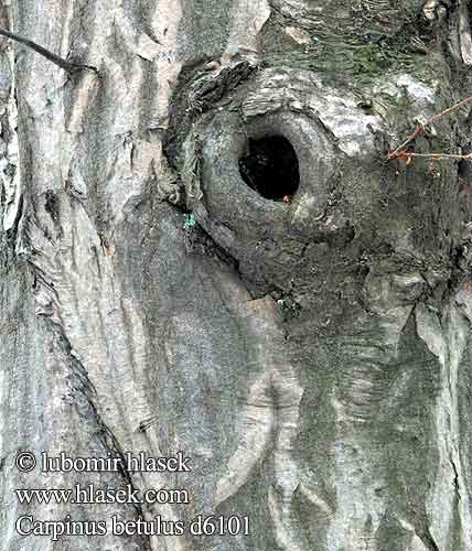 Carpinus betulus Gewöhnliche Hainbuche Weißbuche Gyertyán