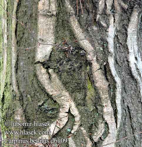 Carpinus betulus Carpino bianco Valkopyökkiä obični grab קרפינוס