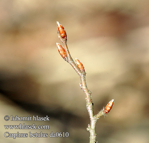 Carpinus betulus grab קרפינוס Обикновен габър Habr obecný