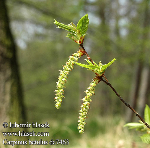 Carpinus betulus hrab obyčajný obični grab Habr obecný