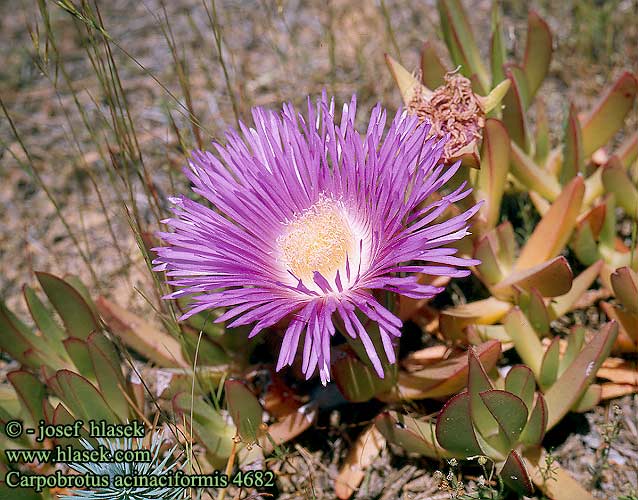 Carpobrotus acinaciformis Mesembryanthemum Giant pigface Hottentot