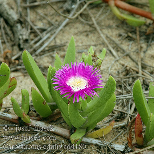 Carpobrotus edulis Highway iceplant Hottentot fig Karpobrot jadalny