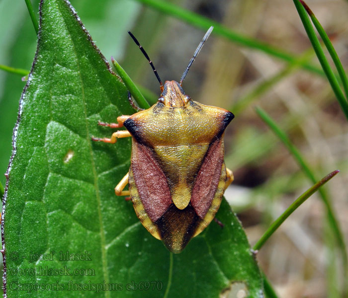 Carpocoris fuscispinus Nördliche Fruchtwanze Borczyniec owocowy