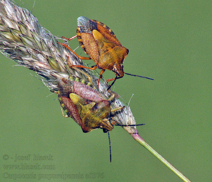 Carpocoris purpureipennis Kněžice obecná Purpur-Fruchtwanz