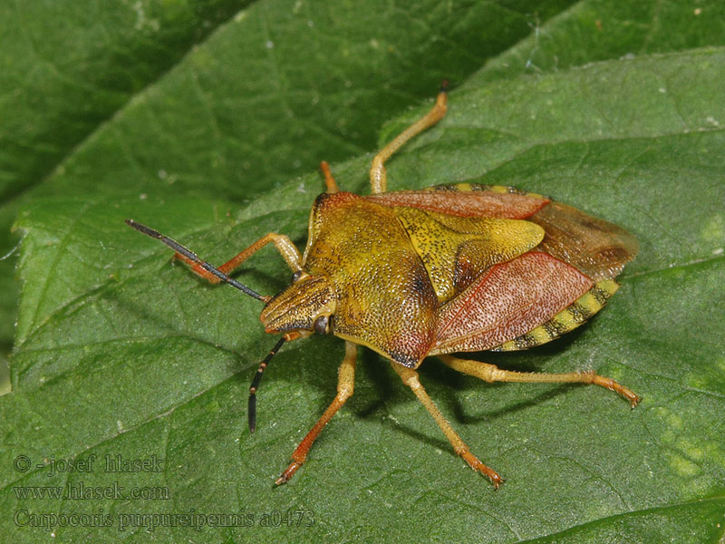 Carpocoris purpureipennis Borczyniec południowy Щитник черноусый