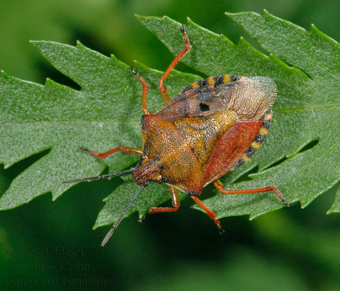 Carpocoris purpureipennis Knoopkruidschildwants Purpurbärfis