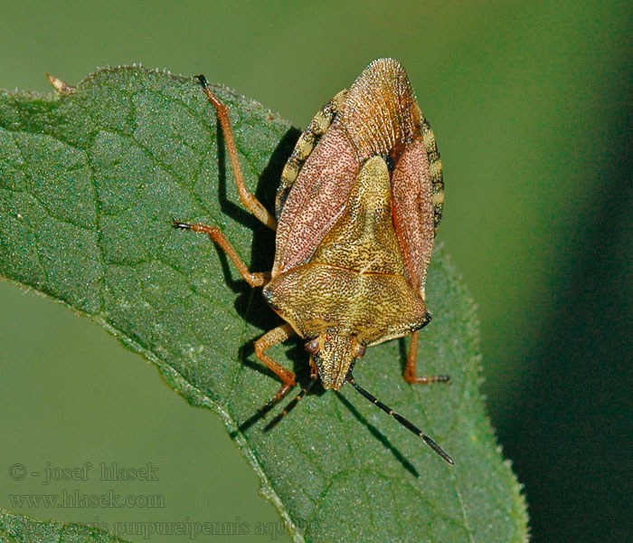 Kněžice obecná Purpur-Fruchtwanze Carpocoris purpureipennis