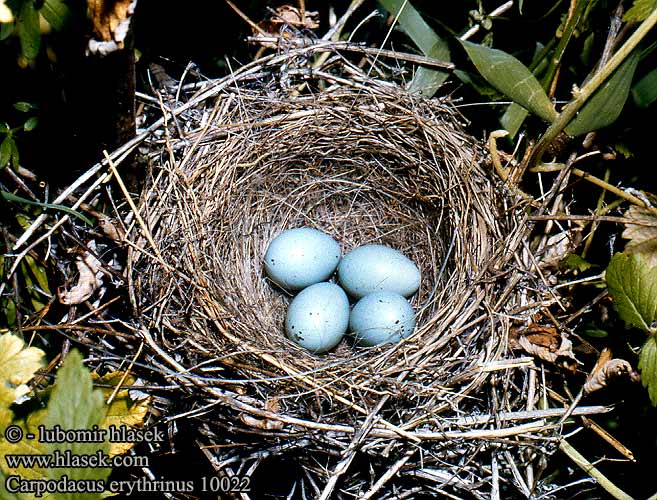 eggs nest Carpodacus erythrinus Common Rosefinch