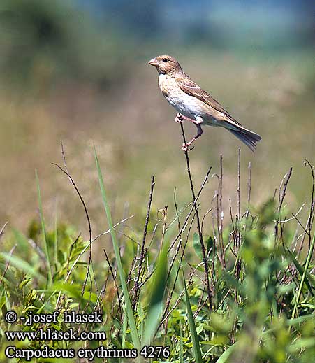 Camachuelo Carminoso hýl rudý Karmindompap Roodmus