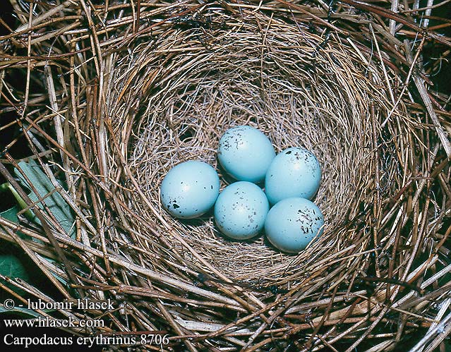 birds eggs nests Carpodacus erythrinus Common Rosefinch