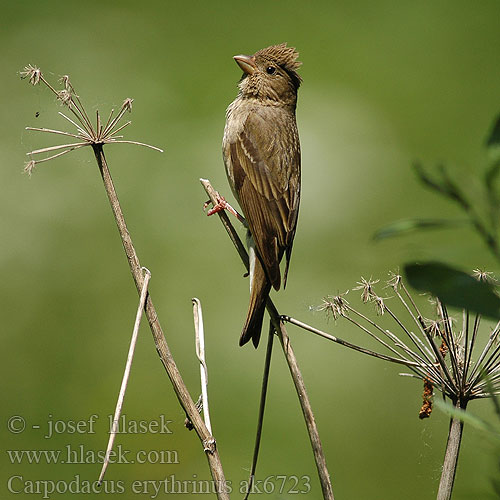 Carpodacus erythrinus ak6723