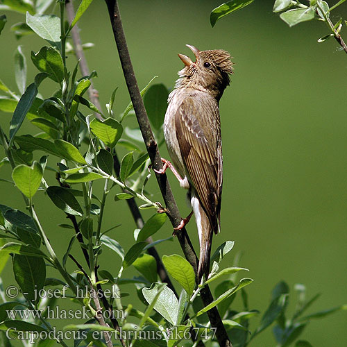 Common Rosefinch Karmingimpel Roselin cramoisi