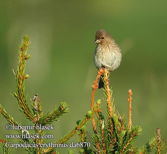 Carpodacus erythrinus Camachuelo Carminoso hýl rudý