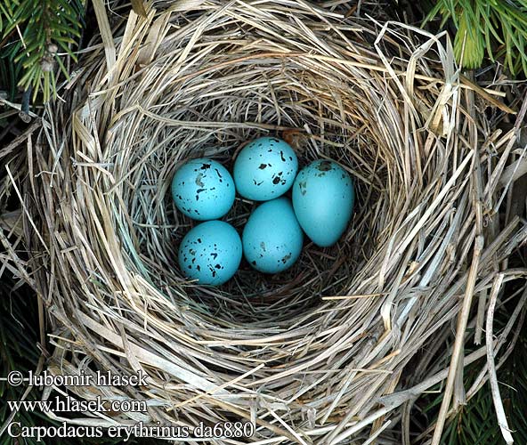 eggs nest Carpodacus erythrinus Karmindompap Roodmus