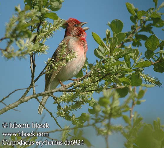 Common Rosefinch Karmingimpel Roselin cramoisi