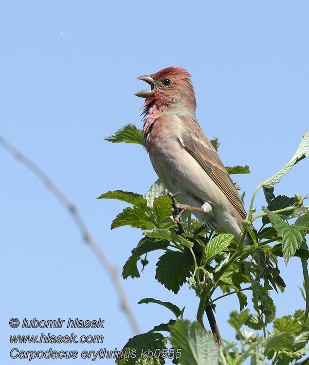 Carpodacus erythrinus