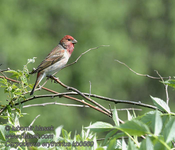 Common Rosefinch Carpodacus erythrinus