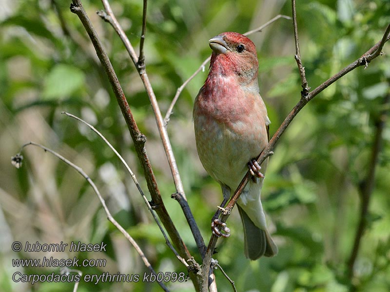 Hýl rudý Carpodacus erythrinus