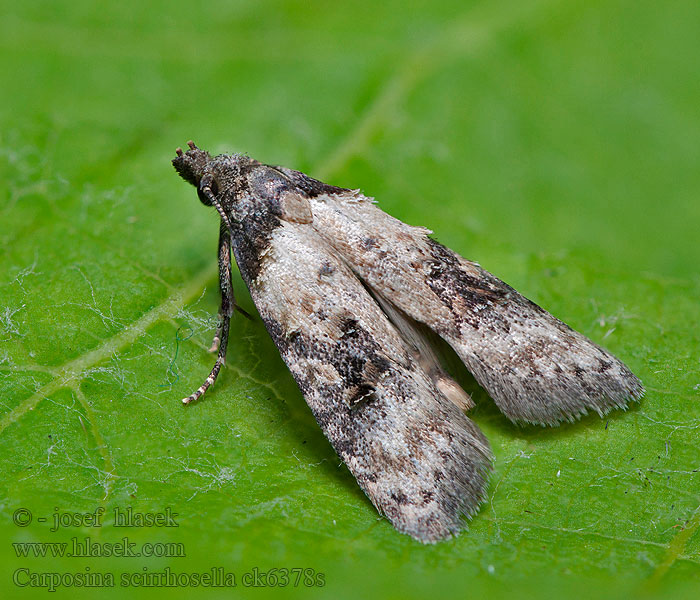 Carposina scirrhosella Peach Fruit Moth