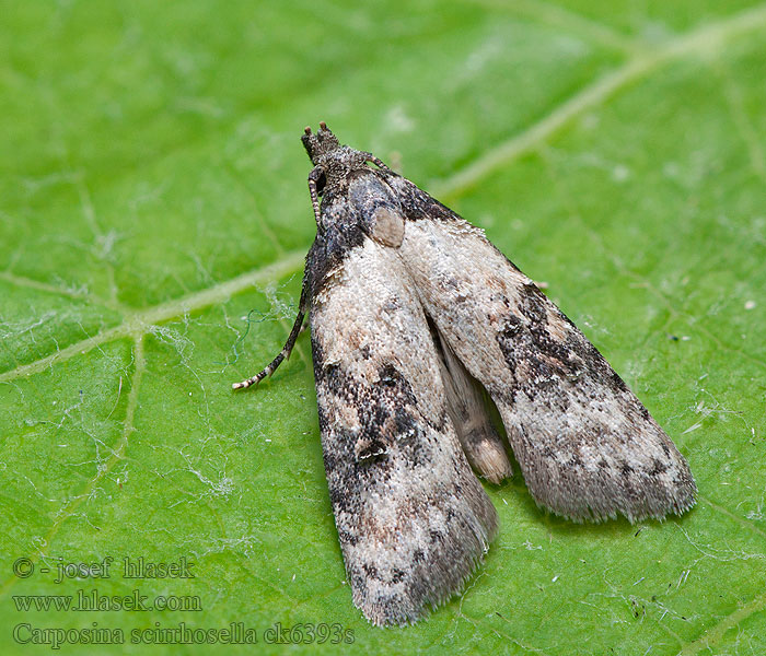 Carposina scirrhosella Plodožrút šípkový