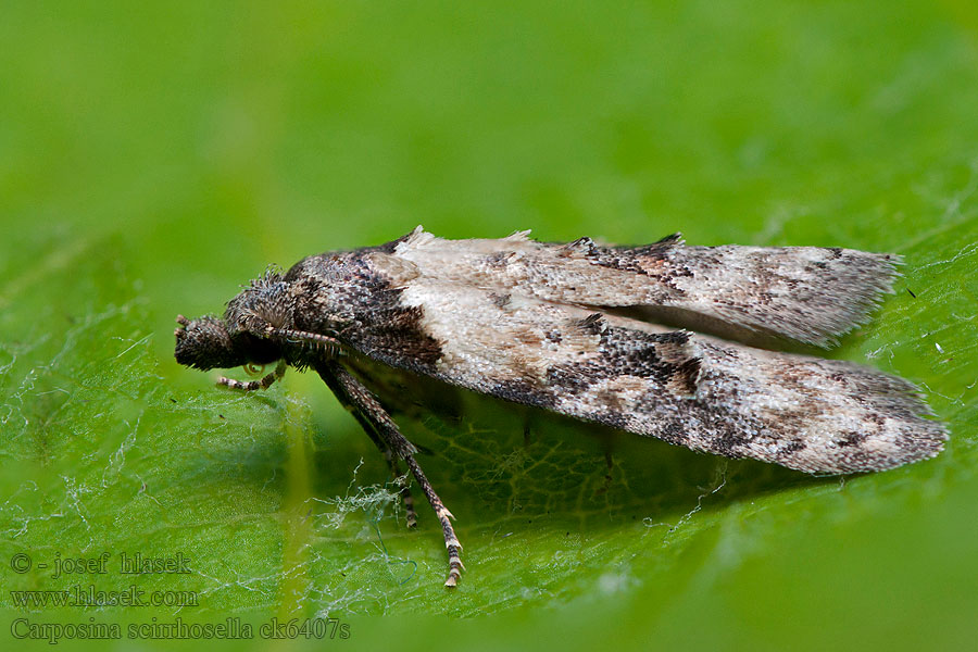 Carposina scirrhosella Közönséges csipkebogyómoly